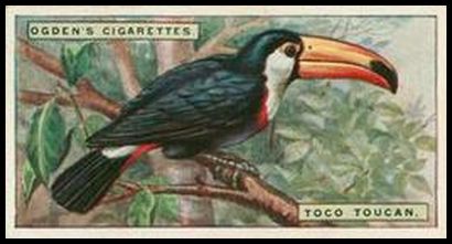 24OFB 45 Toco Toucan.jpg